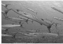 OLYMPUS PT-041 - Macro submarine - 1