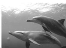 OLYMPUS PT-041 - Gros plan sous-marin - 2