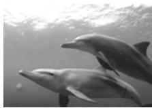 OLYMPUS PT-041 - Unterwasser-Nahaufnahme - 2