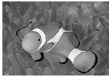 OLYMPUS PT-041 - Gros plan sous-marin - 3