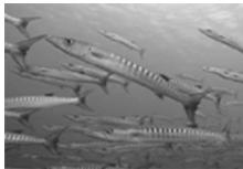 OLYMPUS PT-042 - Unterwasser-Nahaufnahme - 1