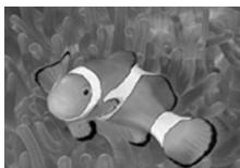 OLYMPUS PT-042 - Macro submarine - 3