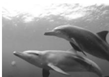 OLYMPUS PT-042 - Macro submarine - 2