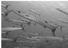 OLYMPUS PT-042 - (Examples) - 1