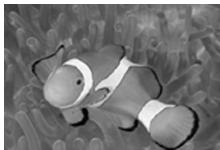 OLYMPUS PT-042 - Unterwasser-Nahaufnahme - 3