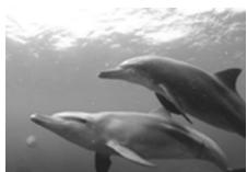 OLYMPUS PT-042 - Underwater Macro - 2