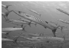 OLYMPUS PT-043 - Gran angular submarine 1 - 2