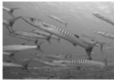 OLYMPUS PT-043 - Underwater Macro - 1