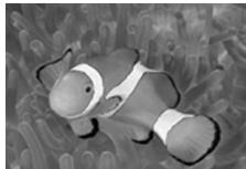 OLYMPUS PT-043 - Unterwasser-Nahaufnahme - 3