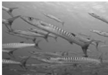 OLYMPUS PT-047 - Unterwasser-Weitwinkel 2 - 1