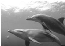 OLYMPUS PT-047 - Unterwasser-Weitwinkel 2 - 2