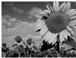 DAEWOO DF-4200S - Lecture de fichiers MP3 pendant un diaporama - 2