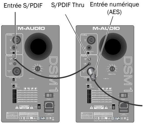M-AUDIO STUDIOPHILE DSM1 - Connexion à des sources numériques - 1