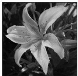 ADOBE PHOTOSHOP ELEMENTS 6 - Conversion d'une image en mode Bitmap - 1