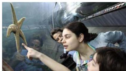 ADOBE PHOTOSHOP ELEMENTS 6 - Duplication des images ou des zones d'une image - 1