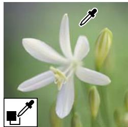 ADOBE PHOTOSHOP ELEMENTS 6 - Remplacement de couleurs dans une image - 3