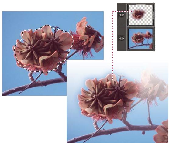 ADOBE PHOTOSHOP ELEMENTS 6 - Création d'un calque à partir d'une portion de calque - 1