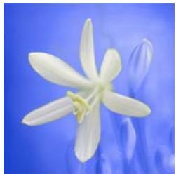 ADOBE PHOTOSHOP ELEMENTS 6 - Remplacement de couleurs dans une image - 4