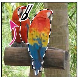 ADOBE PHOTOSHOP ELEMENTS 6 - Utilisation de l'outil Forme de selection - 3