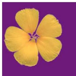 ADOBE PHOTOSHOP ELEMENTS 6 - Mémorisation, récupération ou suppression d'une seLECTION - 5