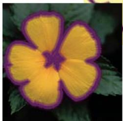 ADOBE PHOTOSHOP ELEMENTS 6 - Encadrement d'une seLECTION existante par un nouveau cadre de selection - 2