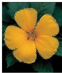 ADOBE PHOTOSHOP ELEMENTS 6 - Encadrement d'une seLECTION existante par un nouveau cadre de selection - 1