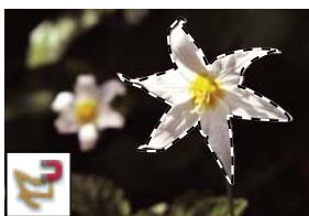 ADOBE PHOTOSHOP ELEMENTS 6 - A propos des outils de seLECTION - 5