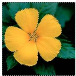 ADOBE PHOTOSHOP ELEMENTS 6 - Mémorisation, récupération ou suppression d'une seLECTION - 3