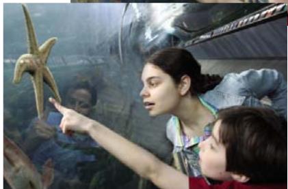 ADOBE PHOTOSHOP ELEMENTS 6 - Duplication des images ou des zones d'une image - 3