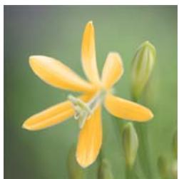 ADOBE PHOTOSHOP ELEMENTS 6 - Remplacement de couleurs dans une image - 2