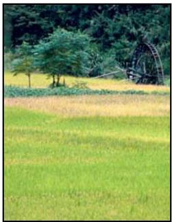 ADOBE PHOTOSHOP ELEMENTS 6 - Correction des imperfections importantes - 2