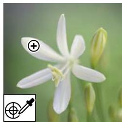 ADOBE PHOTOSHOP ELEMENTS 6 - Remplacement de couleurs dans une image - 1