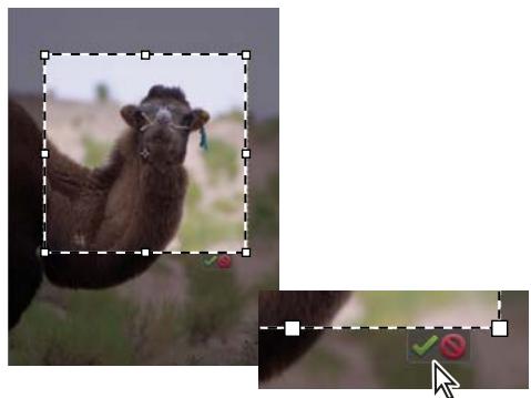 ADOBE PHOTOSHOP ELEMENTS 6 - Recadrage d'une image - 2