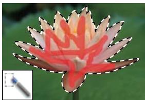 ADOBE PHOTOSHOP ELEMENTS 6 - A propos des outils de seLECTION - 7