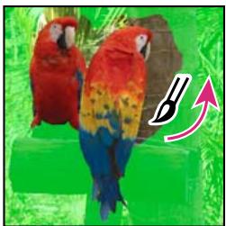 ADOBE PHOTOSHOP ELEMENTS 6 - Utilisation de l'outil Forme de selection - 4