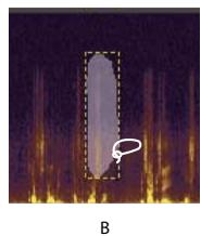 ADOBE AUDITION CS5.5 - Sélection de plages spectrales - 2