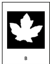 ADOBE INDESIGN CS4 - Recadrage d'un objet à l'aide d'un tracé ou d'une couche alpha - 2