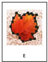 ADOBE INDESIGN CS5 - Recadrage d'un objet à l'aide d'un tracé ou d'une couche alpha - 5