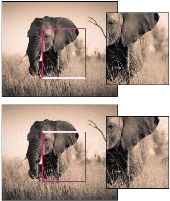 ADOBE LIGHTROOM 4 - Simulation du grain - 1