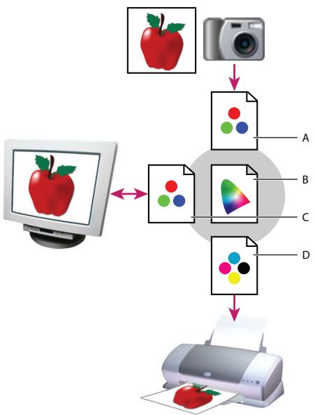 ADOBE PHOTOSHOP CS4 - A propos des profils colorimétriques - 1