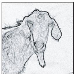 ADOBE PHOTOSHOP CS4 - Renforcement de la netteté d'une image à l'aide d'un masque de contour - 3