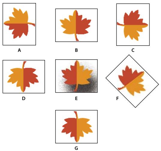 ADOBE PHOTOSHOP ELEMENTS 8 - Application d'une rotation ou d'une symétrie à un élément - 1