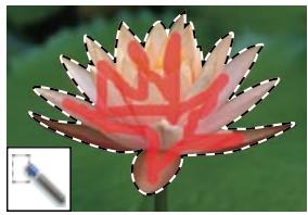ADOBE PHOTOSHOP ELEMENTS 8 - A propos des outils de sélection - 7