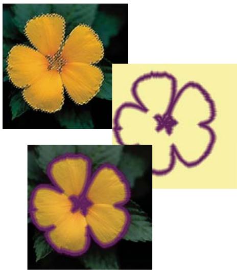 ADOBE PHOTOSHOP ELEMENTS 8 - Encadrement d'une sélection existante par un nouveau cadre de sélection - 1