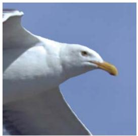 ADOBE PHOTOSHOP ELEMENTS 8 - A propos du format JPEG - 1