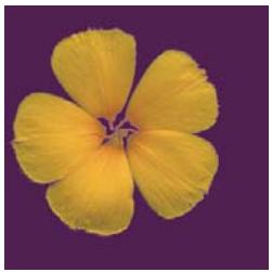 ADOBE PHOTOSHOP ELEMENTS 8 - Mémorisation, récupération ou suppression d'une sélection - 3