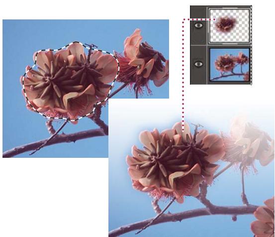 ADOBE PHOTOSHOP ELEMENTS 8 - Création d'un calque à partir d'une portion de calque - 1