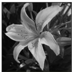 ADOBE PHOTOSHOP ELEMENTS 8 - Conversion d'une image en mode Bitmap - 1
