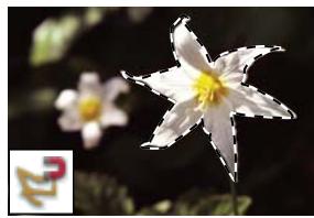 ADOBE PHOTOSHOP ELEMENTS 8 - A propos des outils de sélection - 5