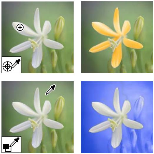 ADOBE PHOTOSHOP ELEMENTS 8 - Remplacement de couleurs dans une image - 1